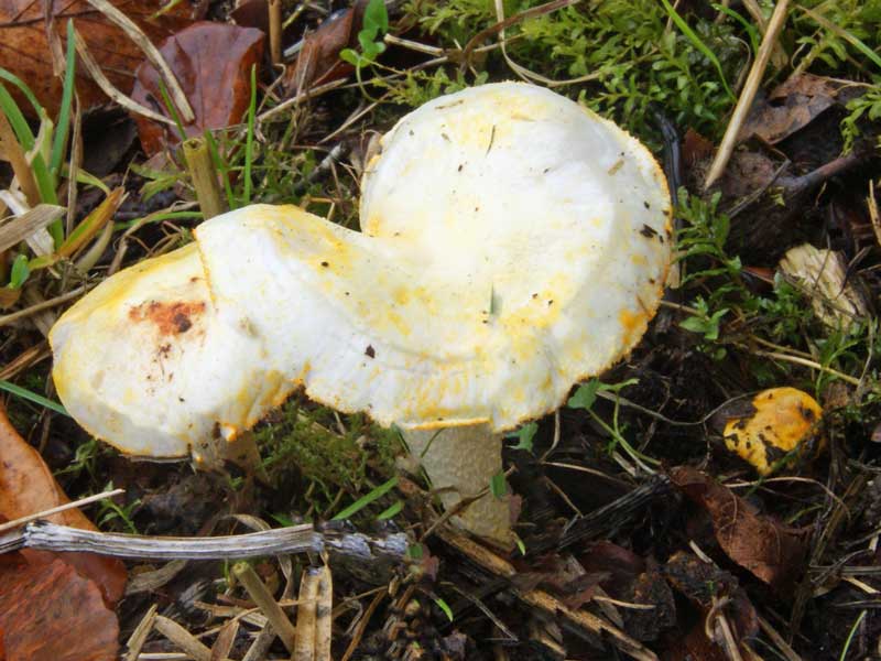 Hygrophorus chrysodon